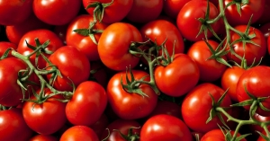 A bunch of red tomatoes
