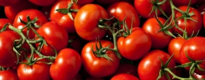 A bunch of red tomatoes