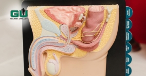 3D model diagram of male bladder held by physician