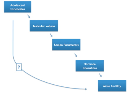 A graph for varicoceles in children. Five blue text boxes in a row. The first says "adolescent varicoceles", the second says "testicular volume", the third says "semen parameters", the fourth says "hormone alterations", and the fifth says "male fertility". Each box has an arrow pointing to the next, and, to the left is a swooping line that includes all of the boxes with a question mark in the middle. 