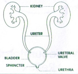 Urethra