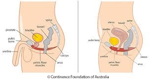 Body Diagram of the bladder and other intestines. 