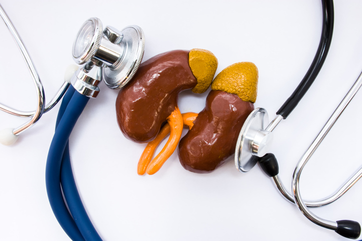 Two plastic kidneys with PCNL on a table with doctor's equipment.