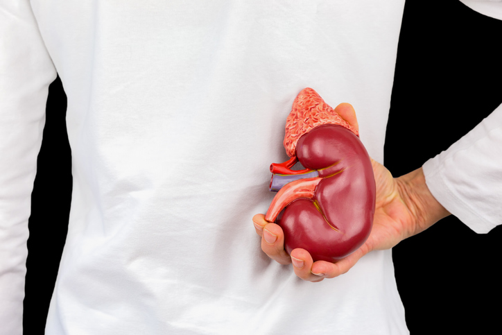 Hand holds human kidney model at white body, kidney disease risk factors