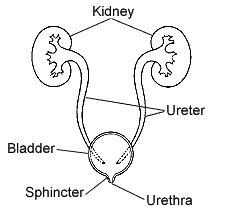 kidney_new