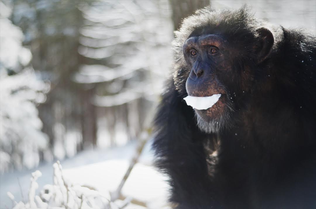 Photo of a Chimp eating snow. Bo playing in the snow in the South Habitat