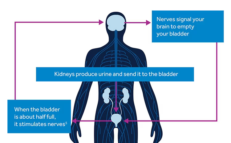 diagram of brain and kidneys on how bladder works